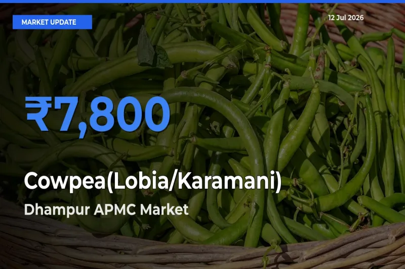 Dhampur APMC Offers ₹7,800 – Highest Cowpea(Lobia/Karamani) Rate Today