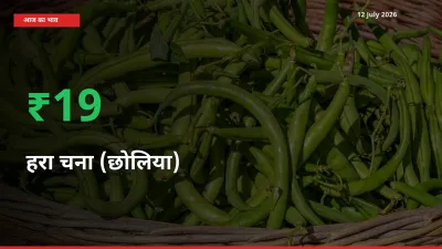 बाज़ार संकेत: हरा चना (छोलिया) के भाव मंडी में 19.34% ऊपर