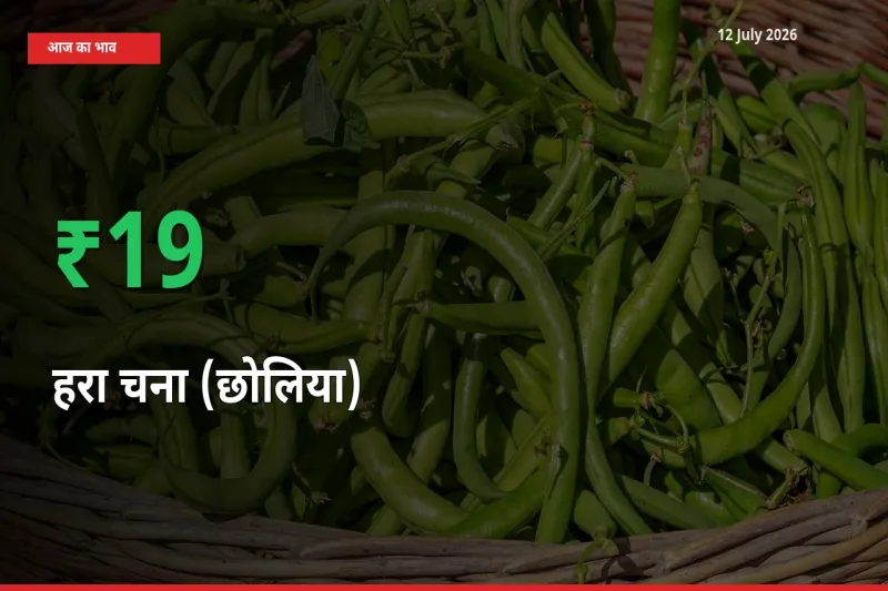 बाज़ार संकेत: हरा चना (छोलिया) के भाव मंडी में 19.34% ऊपर