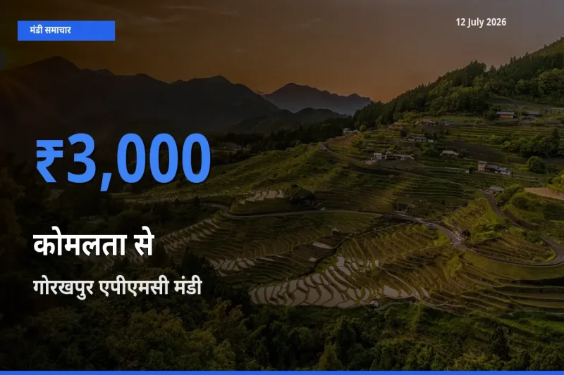 आज कोमलता से के सबसे ऊँचे दाम ₹3,000 गोरखपुर एपीएमसी मंडी में