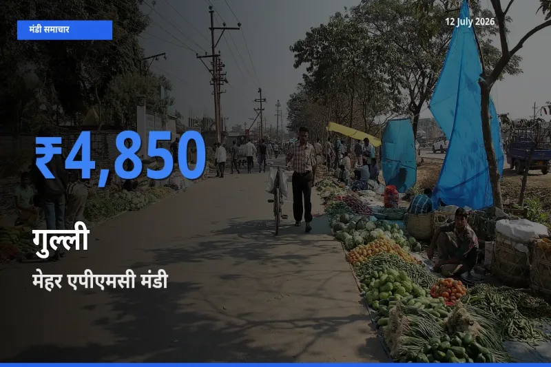 आज का मंडी भाव: गुल्ली के सबसे ज़्यादा दाम मेहर एपीएमसी में