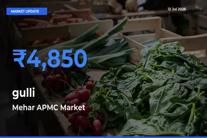 Mehar APMC Leads as Top Mandi for gulli Prices