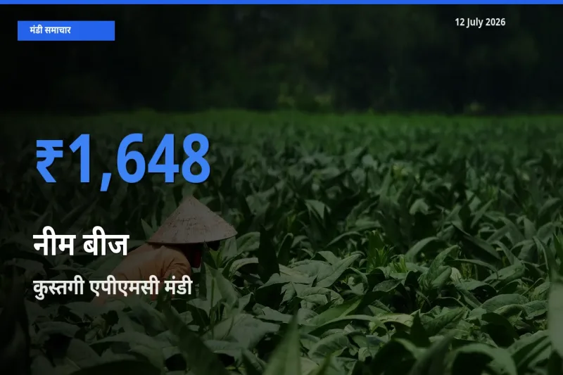 कुस्तगी एपीएमसी में नीम बीज का आज सबसे ऊँचा भाव