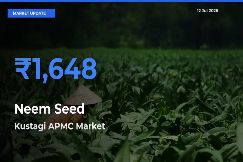 Farmers Prefer Kustagi APMC as Neem Seed Hits Highest Rate