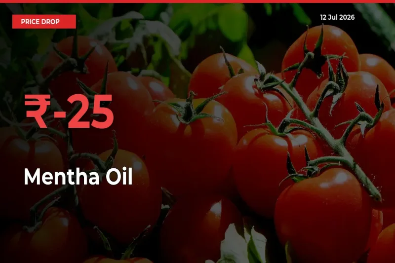 Farmers Alert as Mentha Oil Prices Slide 24.99% in Local Mandis