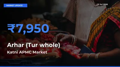 Top Performer! Katni APMC Offers Best Arhar (Tur whole) Price Today