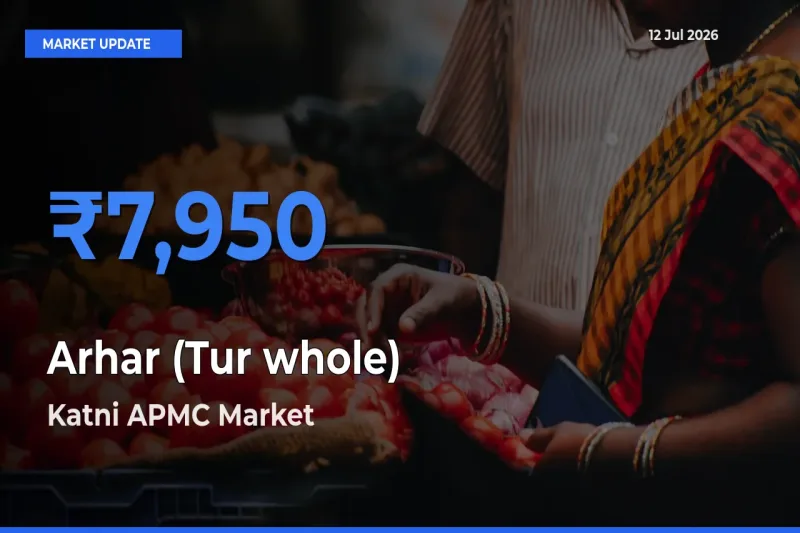 Top Performer! Katni APMC Offers Best Arhar (Tur whole) Price Today