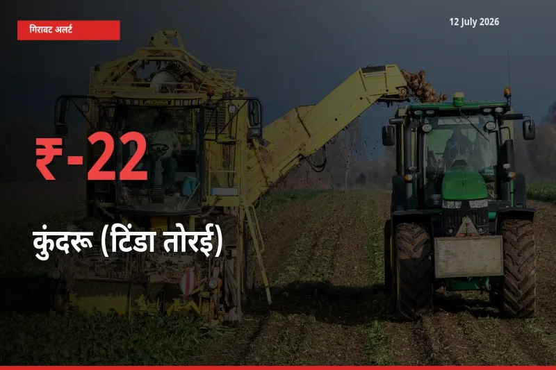 अचानक झटका! मंडी में कुंदरू (टिंडा तोरई) के दाम 22.19% टूटे
