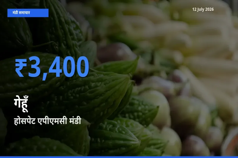 12 July अपडेट: गेहूँ के सबसे ऊँचे दाम होसपेट एपीएमसी मंडी में