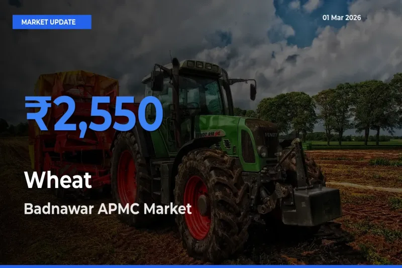 Badnawar APMC Tops Wheat Rates – March 01 Market Update