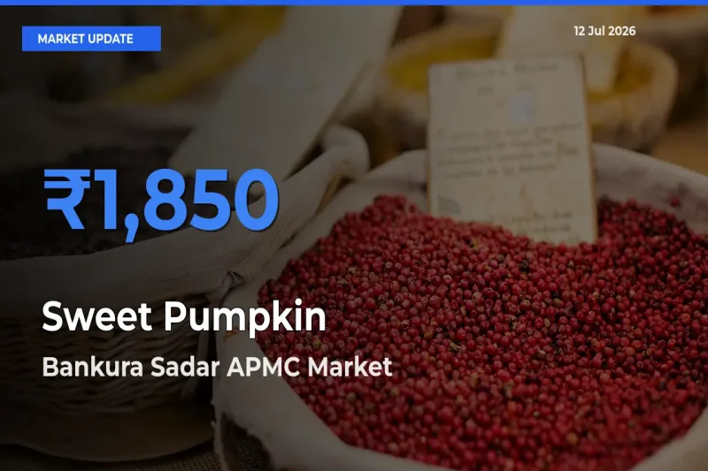 Farmers Prefer Bankura Sadar APMC as Sweet Pumpkin Hits Highest Rate
