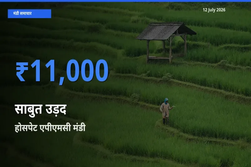 होसपेट एपीएमसी मंडी में आज साबुत उड़द के सबसे ऊँचे दाम दर्ज