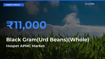 Top Performer! Hospet APMC Offers Best Black Gram(Urd Beans)(Whole) Price Today