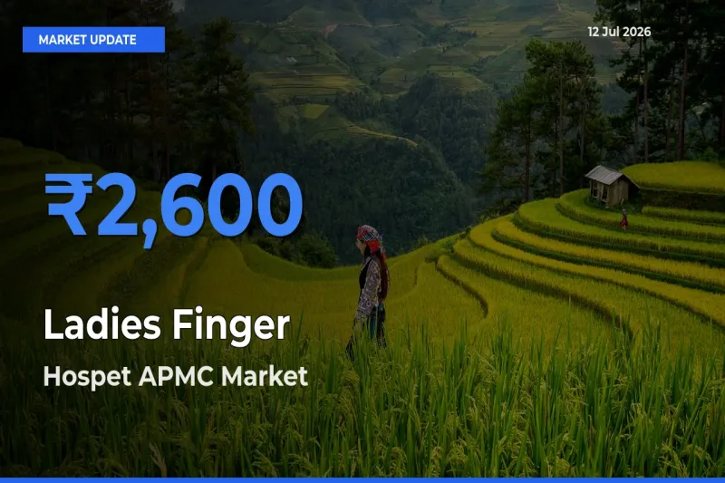 Hospet APMC Offers ₹2,600 – Highest Ladies Finger Rate Today