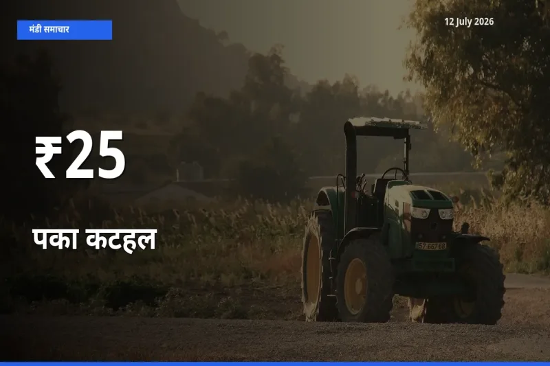 12 July अपडेट: पका कटहल के दाम कई मंडियों में एक जैसा रुझान