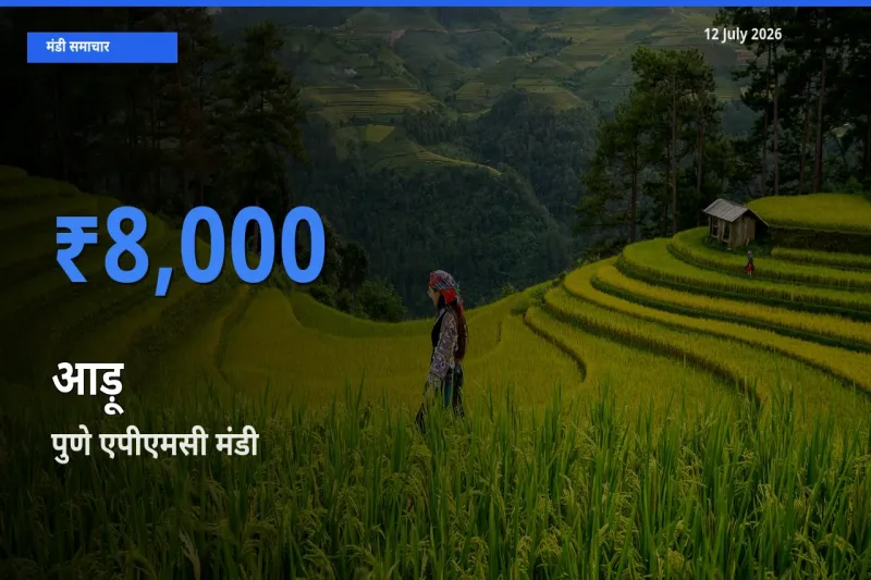 पुणे एपीएमसी में आड़ू का आज सबसे ऊँचा भाव