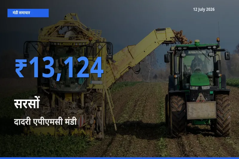 दादरी एपीएमसी मंडी में आज सरसों के सबसे ऊँचे दाम दर्ज