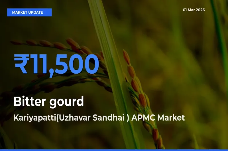 Farmers Prefer Kariyapatti(Uzhavar Sandhai ) APMC as Bitter gourd Hits Highest Rate