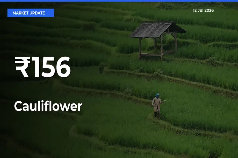 Cauliflower Prices Gain Momentum Across 156+ Mandis – Market Trend Strengthens