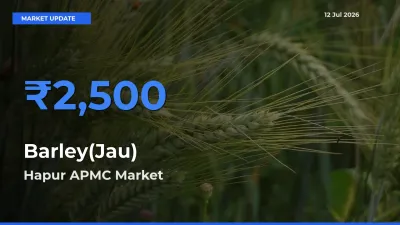 Hapur APMC Tops Barley(Jau) Mandi Rates Today