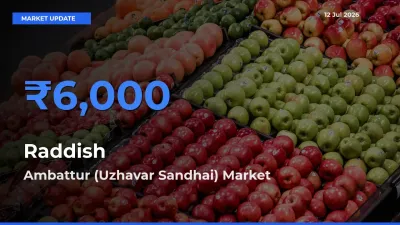 Ambattur (Uzhavar Sandhai) Tops Raddish Rates – July 12 Market Update