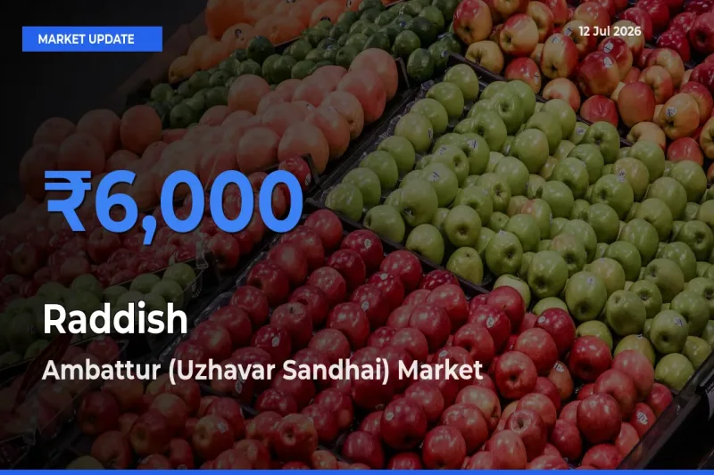 Ambattur (Uzhavar Sandhai) Tops Raddish Rates – July 12 Market Update