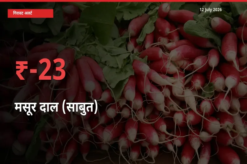 स्थानीय मंडी में मसूर दाल (साबुत) के दाम अचानक 23.27% गिरे, किसानों की चिंता बढ़ी