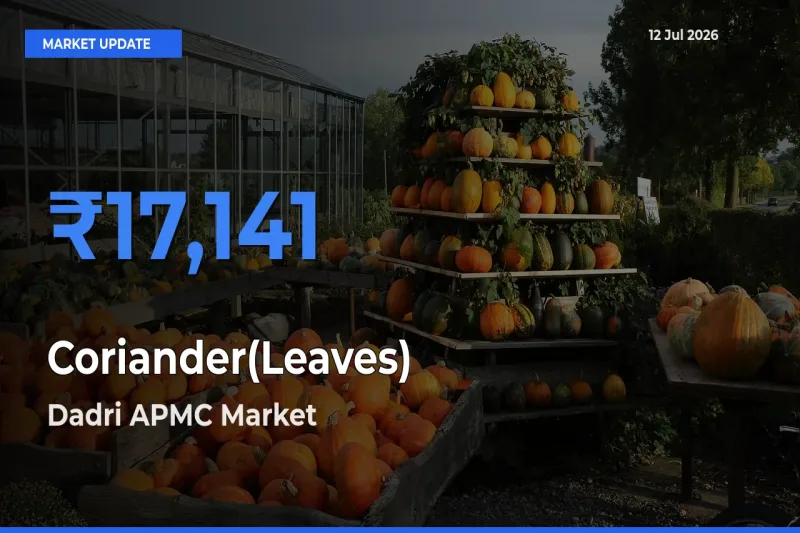 Coriander(Leaves) Mandi Rate Today: Dadri APMC Tops the List