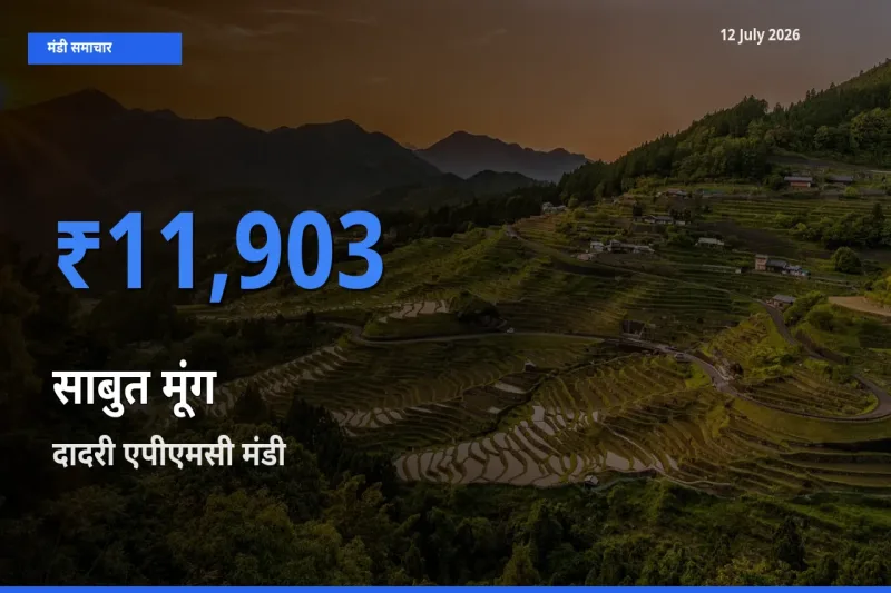 12 July अपडेट: साबुत मूंग के सबसे ऊँचे दाम दादरी एपीएमसी मंडी में