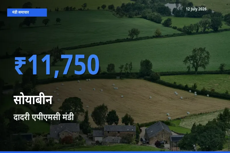 12 July अपडेट: सोयाबीन के सबसे ऊँचे दाम दादरी एपीएमसी मंडी में
