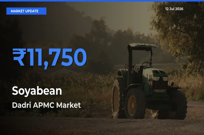 Dadri APMC Tops Soyabean Rates – July 12 Market Update