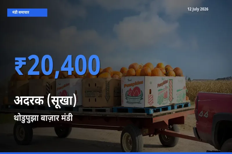 थोडुपुझा बाज़ार मंडी में अदरक (सूखा) ₹20,400 पर पहुँचा – आज का सर्वोच्च भाव