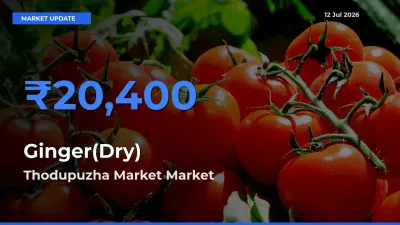 Thodupuzha Market Records Highest ₹20,400 Rate for Ginger(Dry)