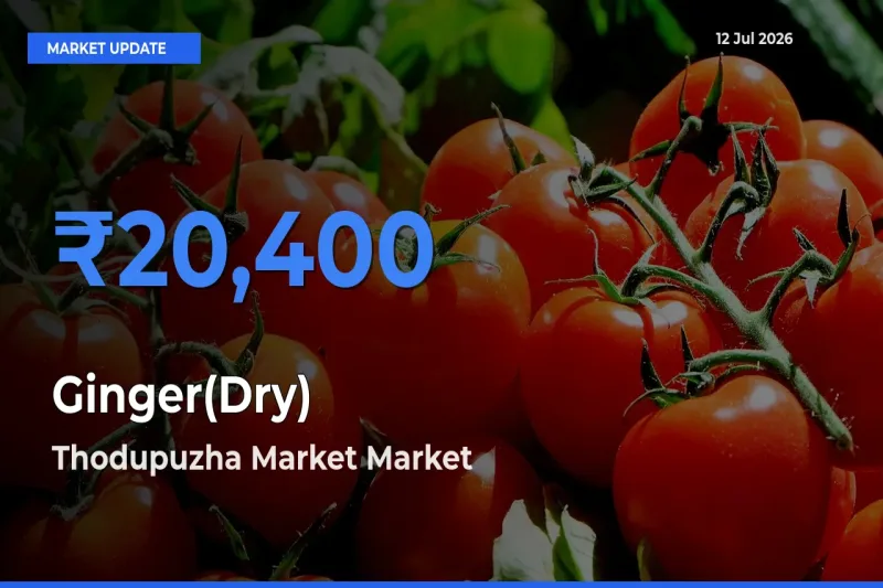 Thodupuzha Market Records Highest ₹20,400 Rate for Ginger(Dry)