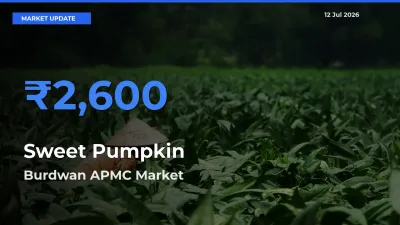 Sweet Pumpkin Mandi Rate Today: Burdwan APMC Tops the List