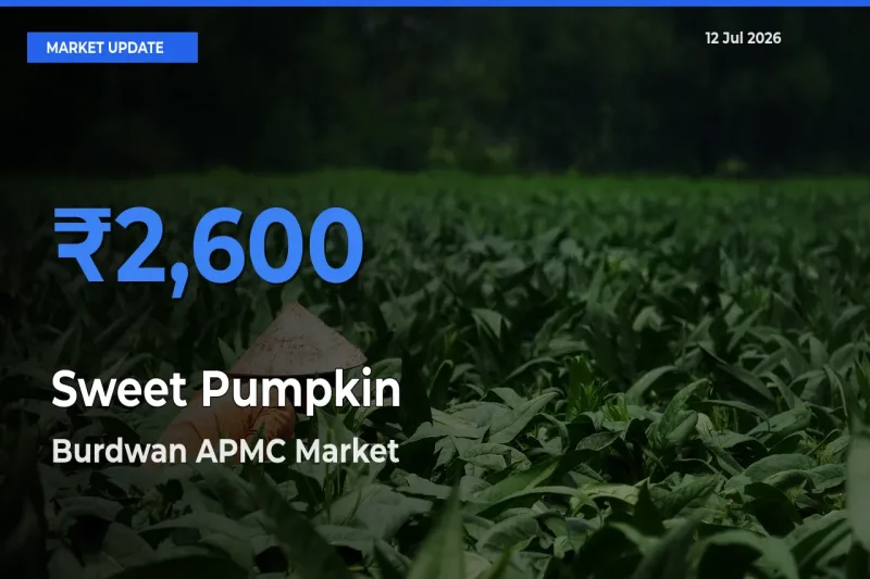 Sweet Pumpkin Mandi Rate Today: Burdwan APMC Tops the List