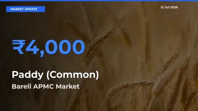 Market Watch: Bareli APMC Becomes Top Mandi for Paddy (Common)