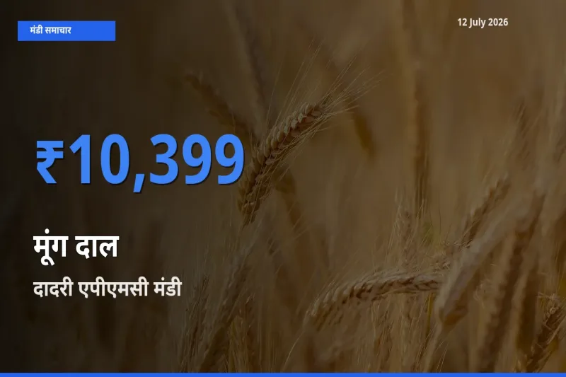 आज मूंग दाल के सबसे ज़्यादा दाम दादरी एपीएमसी मंडी में दर्ज