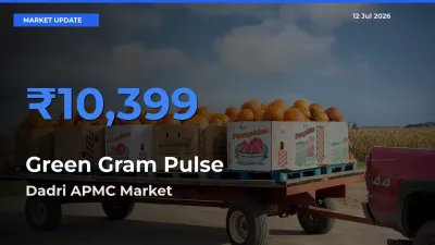 Dadri APMC Offers ₹10,399 – Highest Green Gram Pulse Rate Today