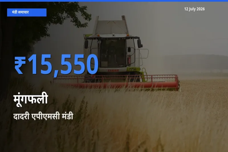 किसानों की पसंद बना दादरी एपीएमसी, मूंगफली के सबसे अच्छे दाम