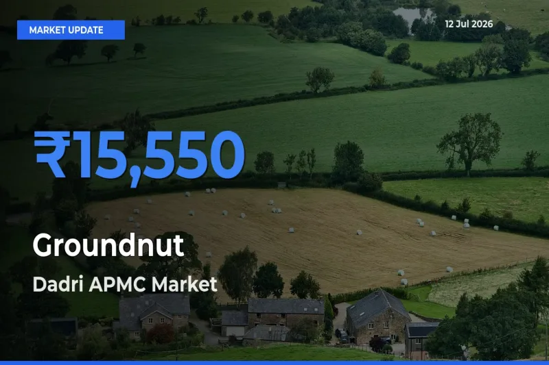 Groundnut Mandi Rate Today: Dadri APMC Tops the List