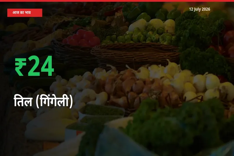 तिल (गिंगेली) के दाम प्रमुख मंडी में 24.16% बढ़े, 24 घंटे में बड़ा बदलाव