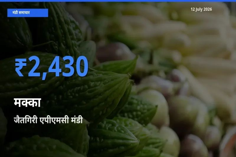आज मक्का के सबसे ऊँचे दाम ₹2,430 जैतगिरी एपीएमसी मंडी में