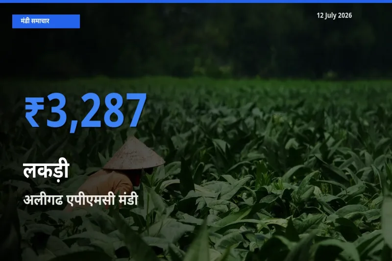 12 July अपडेट: लकड़ी के सबसे ऊँचे दाम अलीगढ एपीएमसी मंडी में