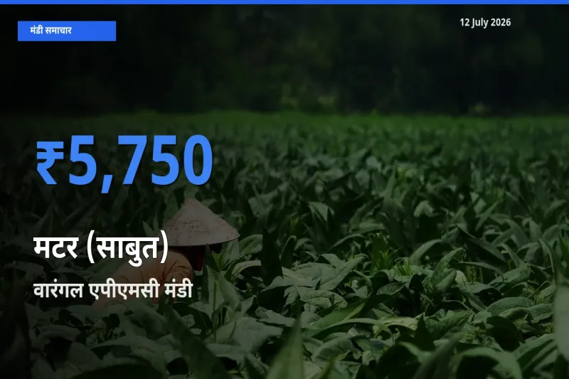 वारंगल एपीएमसी मंडी में मटर (साबुत) ₹5,750 पर पहुँचा – आज का सर्वोच्च भाव