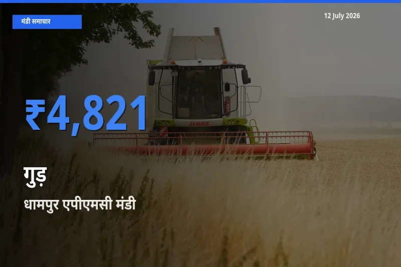 12 July अपडेट: गुड़ के सबसे ऊँचे दाम धामपुर एपीएमसी मंडी में