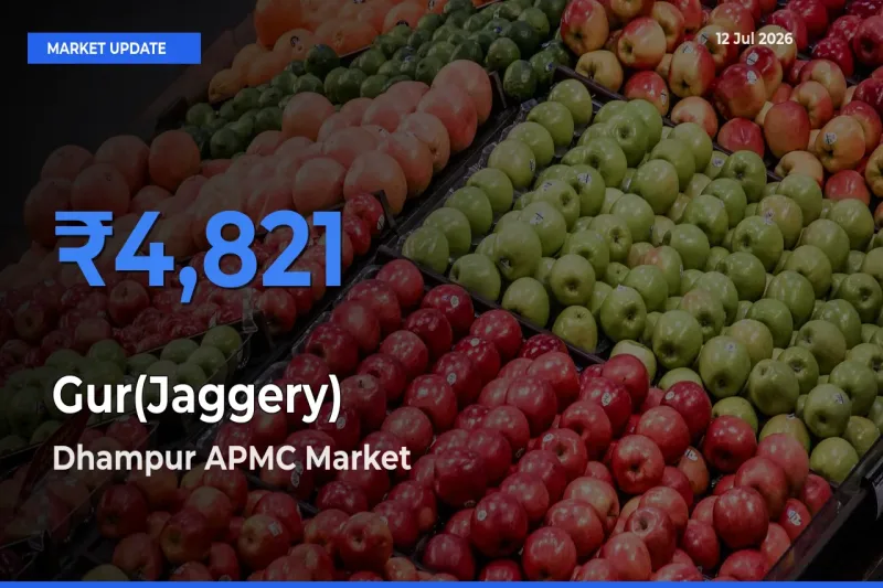 Dhampur APMC Offers ₹4,821 – Highest Gur(Jaggery) Rate Today