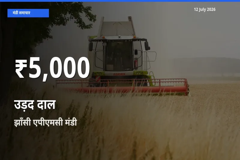 झाँसी एपीएमसी में उड़द दाल के दाम 30 दिन के न्यूनतम स्तर पर, आज का मंडी भाव देखें