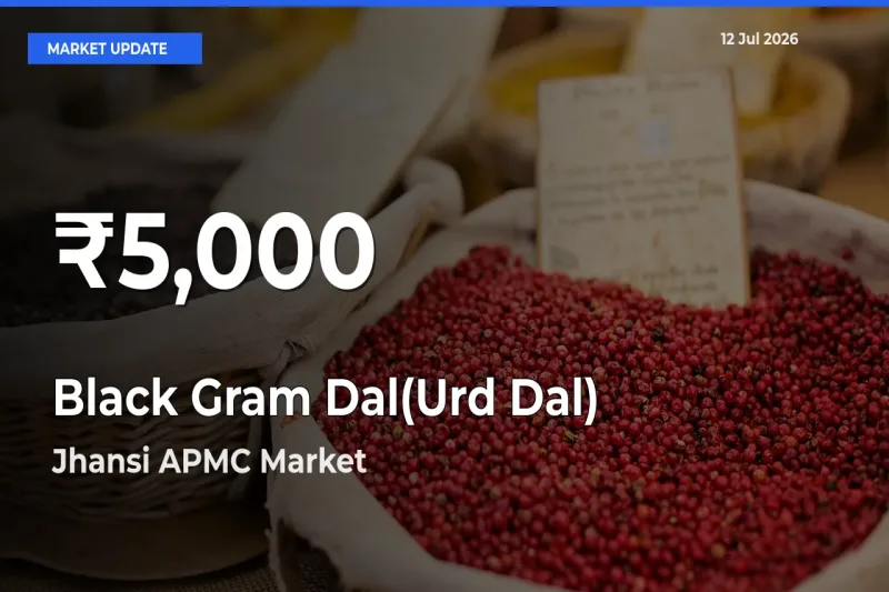 Black Gram Dal(Urd Dal) Falls to ₹5,000 in Jhansi APMC – 30-Day Lowest Rate