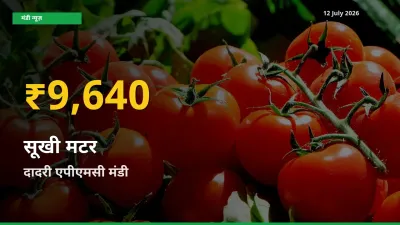 आज दादरी एपीएमसी में सूखी मटर के दाम रिकॉर्ड स्तर पर, ताज़ा मंडी भाव जानें